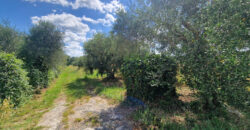 Terreno en venta en Toscana zona Rosignano Marittimo (mm302)