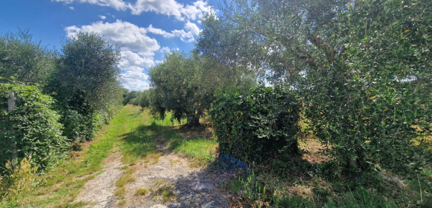 Terreno en venta en Toscana zona Rosignano Marittimo (mm302)